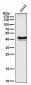Anti-p53 TP53 Rabbit Monoclonal Antibody